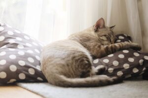 Jak śpi kot?