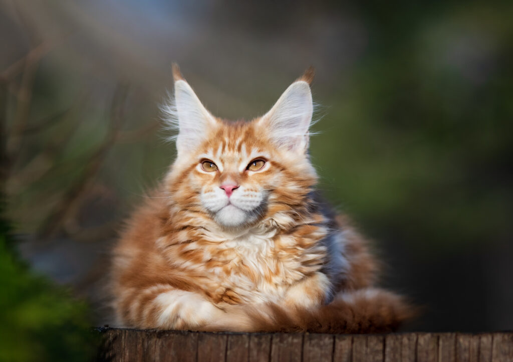 Maine Coon