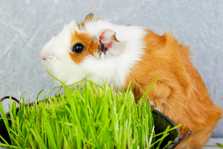 Długość życia świnki morskiej