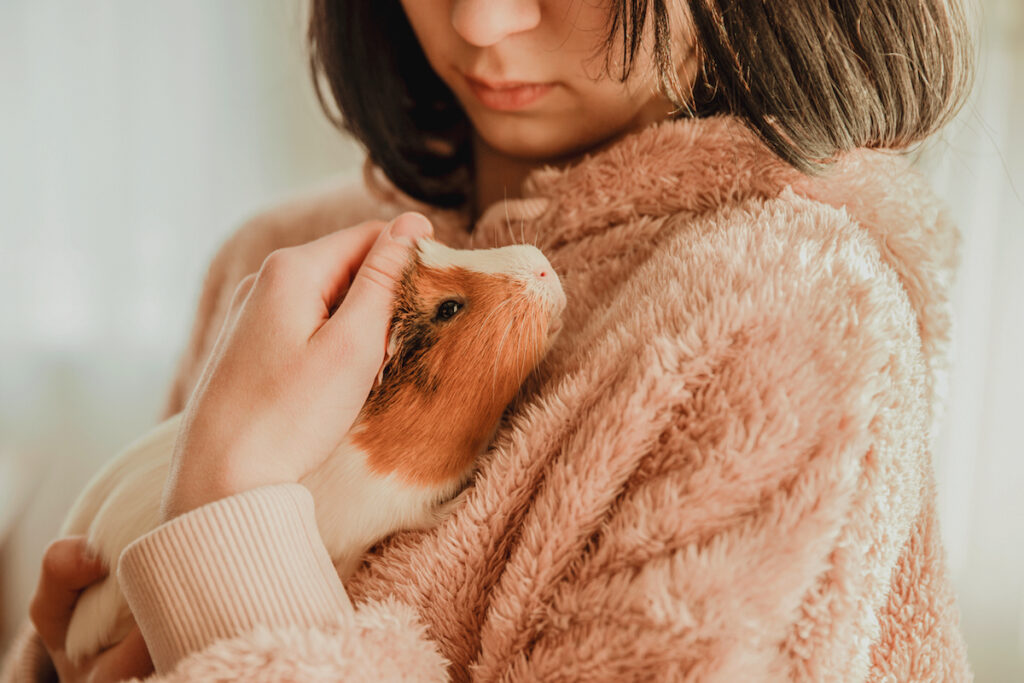 Opieka nad świnką morską