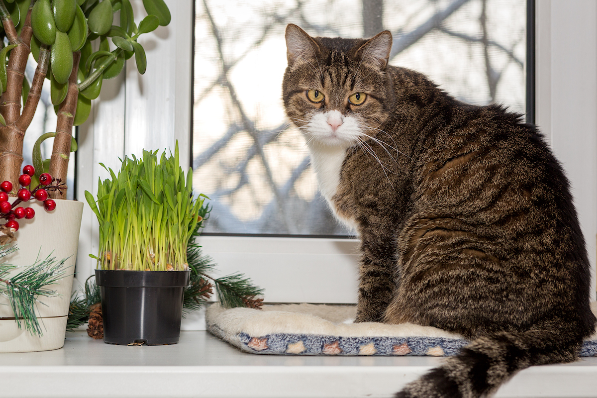 Co może zjeść kot?