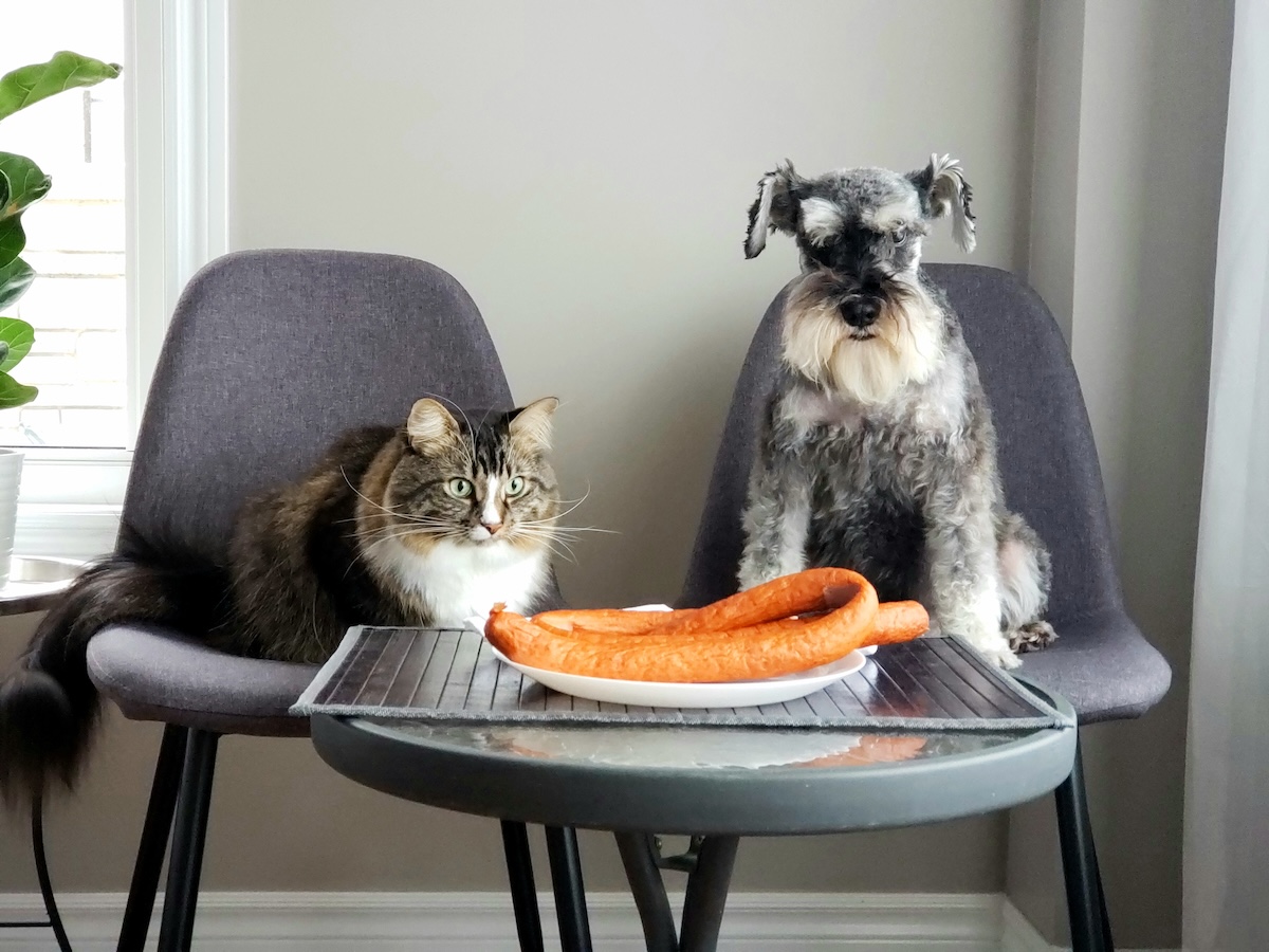 Pies je wspólnie z kotem