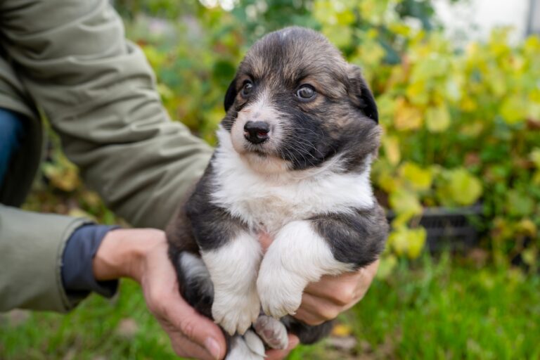 Szczeniak a nauka czystości w domu