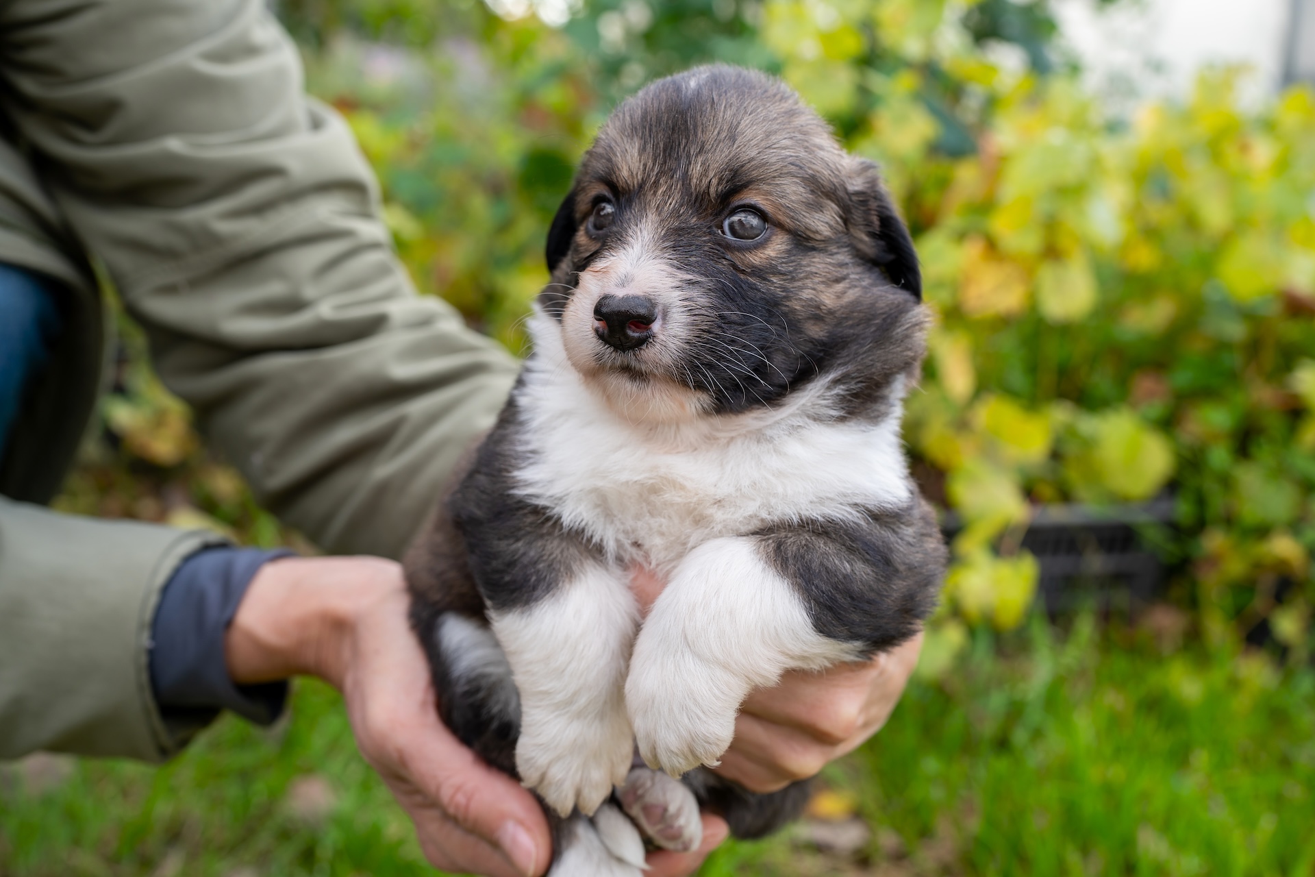 Szczeniak a nauka czystości w domu