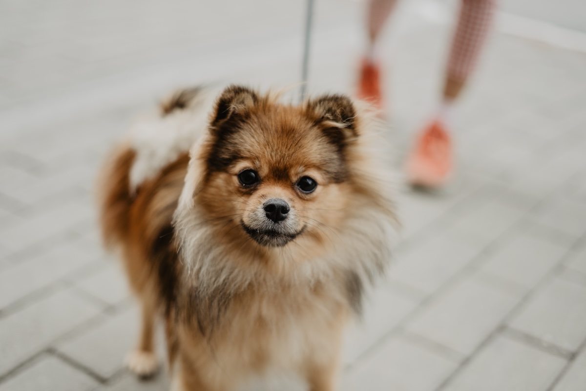 Szpic miniaturka a imię dla psa